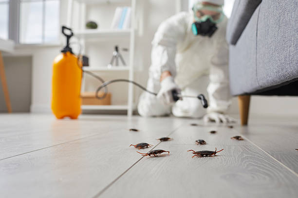 Commercial Rodent Management in Santa Rosa